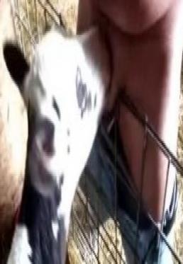 Cattle porn