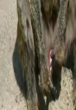 Porn with animals