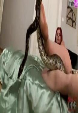 Porn with snakes and boa constrictors