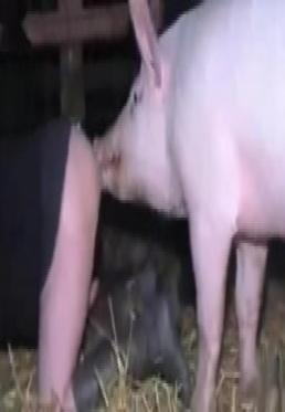 Zoo with pigs and boars