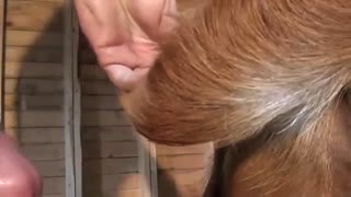 Faggot fucks a calf in the ass